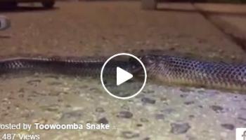 पाहा दुर्मिळ व्हिडिओ  : सापाने खाल्ले दुसऱ्या सापाला , कारण निसर्ग निष्ठूर आहे