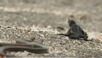 Must Watch - सापांच्या तावडीतून अडकलेल्या घोरपडीची थरारक सुटका