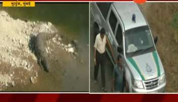 Mumbai, Mulund Crocodile Search Operation