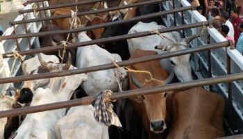 कत्तलीसाठी निघालेला ट्रक कॉंग्रेस कार्यकर्त्यांनी अडवला; हवालदाराच्या अंगावर नेण्याचा प्रयत्न