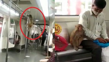 धावत्या मेट्रोमध्ये माकडाची सर्कस... पाहा जबरदस्त व्हिडीओ