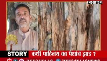 Nashik Money Tree know the fact behind it fact check