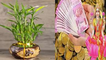 घरात &#039;या&#039; ठिकाणी ठेवा Money Plant, पडेल पैशाचा पाऊस 