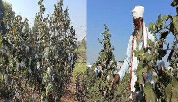 40 वर्षापासून पिकांच्या नवीन वाणाचं संशोधन करणारा अवलिया , कापसाच्या शेकडो व्हरायटीचं संशोधन 