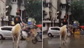 मुसळधार पावसातही कर्तव्यापासून हटला नाही, गाडी बंद तर घोड्यावरुन केली फूड डिलिव्हरी