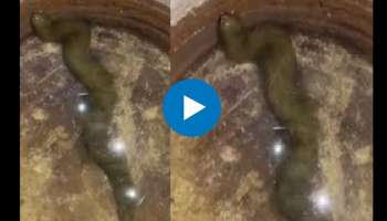 Viral Video: सरपटणारा प्राणी की आणखी काही... असा प्राणी तुम्ही या आधी कदाचित कधीही पाहिला नसेल