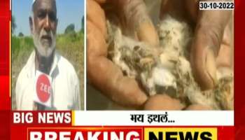 Jalna Farmers In Problem Of Cotton Crops Damage From Returning Heavy Rainfall