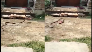 Video : अरे देवा साप महिलेची चप्पलच घेऊन फरार...