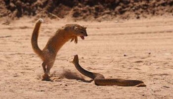 viral snake: साप आणि मुंगसाची फायटिंग...शेवट पाहून येईल अंगावर काटा...  