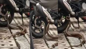 Trending: नाग-नागिनचा हनिमून रोमान्स तुम्ही कधीच बघितला नसेल, पाहा VIDEO