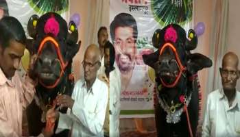 बर्थ डे आहे रेड्याचा... 1500 किलोचा &#039;गजेंद्र&#039; अन् एक किलोचा केक! या Birthday Celebration ची राज्यभर चर्चा