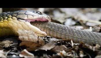 Viral cobra video :  महाकाय कोब्राने चक्क सापालाच गिळलं...व्हिडीओ पाहून येईल अंगावर काटा