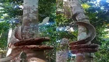 Snake On Tree : ...अन् महाकाय अजगर झपझप झाडावर चढला, Video पाहून तुमचेही डोळे गरगरतील!
