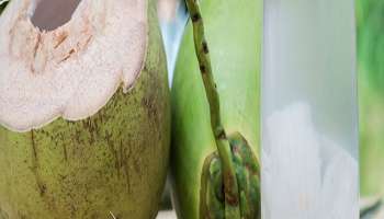 शहाळ्यात मलाई जास्त की पाणी कसे ओळखाल? वापरा 'या' सोप्या टिप्स..