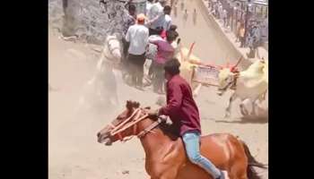घोड्याने उडवलं पण बैलानं वाचवलं; काळजाचा ठोका चुकवणारी घटना