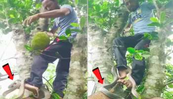 फणस काढायला झाडावर चढला अन् सापाने पायाला वेटोळा मारला; पाहा थरारक Video
