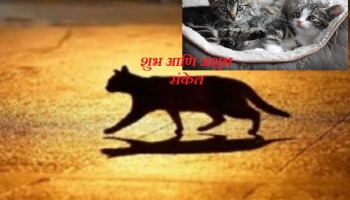 घरात &#039;या&#039; रंगाच्या मांजरीचं येणं शुभ? जाणून घ्या शुभ आणि अशुभ संकेत 