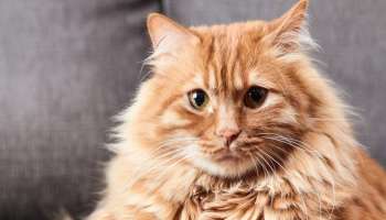 नाशिकः पाळीव मांजरावरुन वाद, शेजाऱ्यांचे भांडण इतकं वाढलं की थेट पोलिसांत गेले