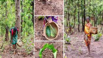 भारतातील सर्वात महागडी भाजी कोणती माहिती आहे का? कितीही प्रयत्न केले तरी देता येणार नाही उत्तर