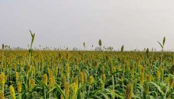 सतत अवकाळीचे संकट; नाशिकच्या शेतकऱ्यांनी शेतीसाठी निवडला वेगळा पर्याय