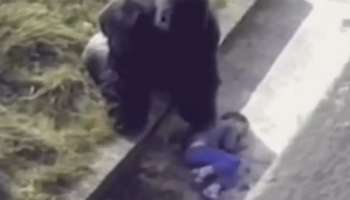 झूमध्ये फिरायला आलेला चिमुकला गोरिलाच्या पिंजऱ्यात पडला, अन्...; भावूक करणारा Video Viral 