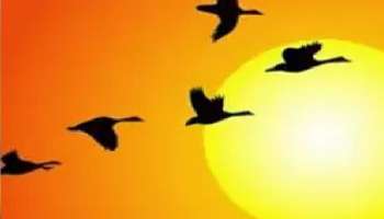 General Knowledge, birds fact, why does birth fly in v shape, what is reason behind birds flying in v shape, scientific reason behind bird flying in sky, viral news, trending news, social media, shocking news, marathi news, marathi batmya, पक्षी, पक्षांचा थवा, व्ही शेप