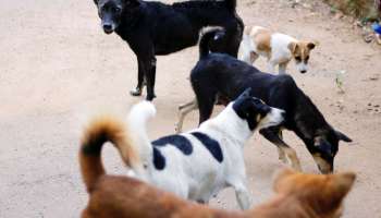 13 कुत्र्यांचे पाय बांधले अन् गोणीत भरुन नाल्यात फेकले, कांदिवलीतील घटनेने खळबळ