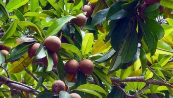 थंडीच्या दिवसांमध्ये &#039;हे&#039; फळ खाल्ल्याने शरीराला मिळतात जबरदस्त फायदे