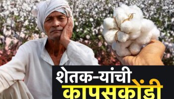 महाराष्ट्रातील शेतकऱ्यांची अडचण वाढणार?, भाव घसरल्याने कापूस घरातच पडून!