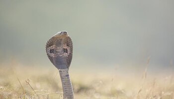 महाराष्ट्रातलं अनोखं गाव जिथे विषारी नागांसोबत राहतात लोक, ऐकून विश्वास नाही बसणार!