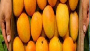 महागडा आंबा लवकर सडू नयेत म्हणून करा 'हे' 5 उपाय!