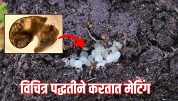 GK : एक असा प्राणी, जो मानेने घालतो अंड, कॅमेऱ्यात कैद झाला दुर्लक्ष क्षण 