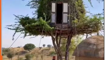 गावातलं ग्रीन वंडर! बाभळीच्या झाडावर उभारलेलं अनोखं ट्री हाऊस, आतील दृश्य पाहून चाटच पडाल 