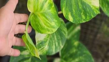 चोरून आणलेलं मनीप्लांट घरात लावणं शुभ की अशुभ?