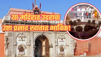 भारतातल्या या मंदिरात 25000 उंदीर, भाविक खातात उष्टा प्रसाद, इतर गोष्टी ऐकून बसेल धक्का!