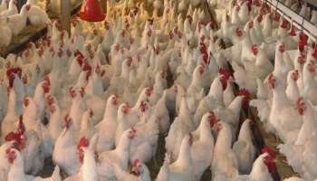 पुण्यात 18 हजार कोंबड्यांचा मृत्यू; 80 ते 85 लाखांचं मोठं नुकसान