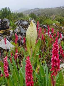 famous hill stations of india,hill stations,Secret Hill Stations of India,Travel News,Valley of Flowers, uttarakhand, travel, उत्तराखंड, trekking