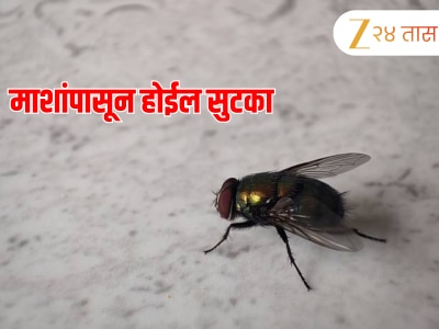 पावसाळ्यात घोंगावणाऱ्या माशा 9 उपायांनी करा हद्दपार