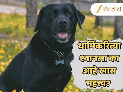 धार्मिकरित्या श्वानला का आहे खास महत्त्व? चपाती खाऊ घालण्यामागे आहे शनिदेवाचा संबंध