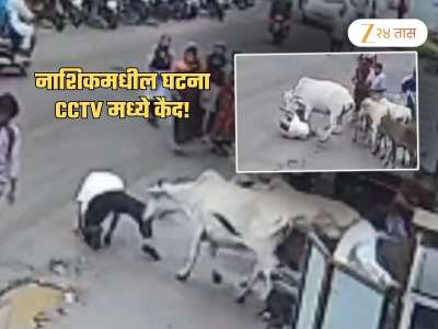 आधी शिंगावर घेतलं, मग छातीवर नाचली... गायीच्या हल्ल्यात वृद्धाचा मृत्यू; नाशिकची घटना CCTV त कैद