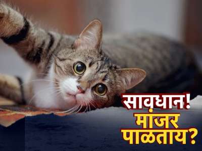 सावधान! घरात मांजर पाळताय? संशोधनातून धक्कादायक माहिती उघड; होऊ शकतो स्किझोफ्रेनिया