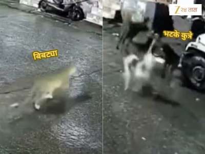 Viral Video: भटक्या कुत्र्यांनी मांजर समजून बिबट्याचा केला पाठलाग, त्यानंतर अंधारात पुढे काय झालं पाहा