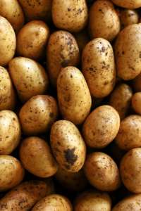 Gk, What Potato Called in Sanskrit, Potato Called in Sanskrit, Potato in Sanskrit, Potato Name in Sanskrit, Knowledge News, Trending GK, General Knowledge, Quiz Contest, Amazing Facts, Bizarre Facts, Trending News, Latest News, Viral News, World News, Knowledge Story, सामान्यज्ञान, सामान्य ज्ञान 