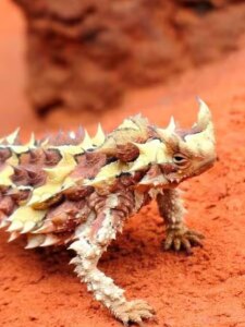 GK: जगातील ते अनोखे प्राणी जे कधीही पाणी पीत नाहीत!