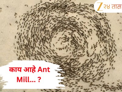 काय आहे Ant Mill? ज्यात शेकडो मुंग्या एकाच वर्तुळात फिरतात आणि आपले प्राण सोडतात!
