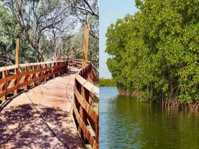 भारतातील पहिलं मैंग्रोव्ह्ज पार्क मुंबईत; कसं जायचं? किती शुल्क? जाणून घ्या A टू Z माहिती