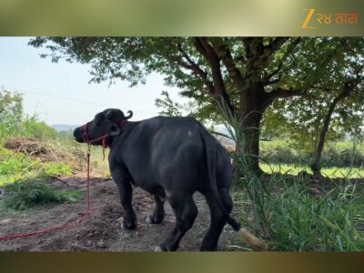 सातारची &#039;राधा&#039; थेट &#039;गिनीज बुकात...&#039;; जगातील सर्वात कमी उंचीच्या म्हशीच्या क्यूटनेसची तुम्हालाही पडेल भुरळ