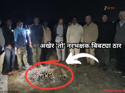 अखेर &#039;त्या&#039; नरभक्षक बिबट्याला ठार मारण्यात यश; जिल्ह्यात मध्यरात्री रंगला थरार