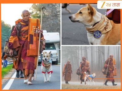भारतातल्या भटक्या कुत्र्याचा अमेरिकेत 3700 KM चा पायी प्रवास; बौद्ध भिक्खूंसोबत काय कनेक्शन? 'आलोका'ची रंजक गोष्ट