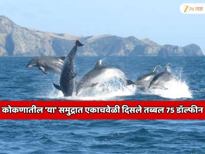 कोकणातील 'या' समुद्रात एकाचवेळी दिसले तब्बल 75 डॉल्फीन; सुंदर नजारा पाहून आश्चर्यचकित व्हाल 